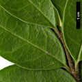 SpeciesSub: var. myrianthum